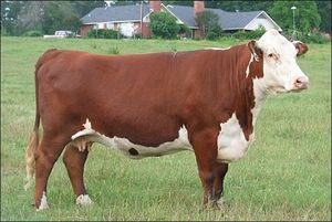 Герефордская порода коров: описание
