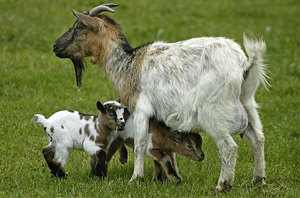 Камерунская коза с детенышами