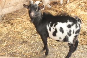 Взрослая особь камерунской козы