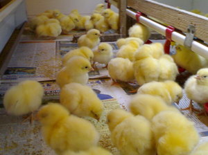 Цыплята-бройлеры: выращивание 