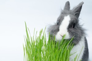 Какую зелень полезно давать кроликам