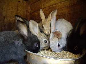 Силос для кормления кроликов