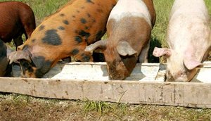 Кормление домашних свиней