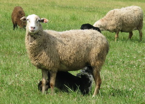 Курдючные овцы: преимущества породы