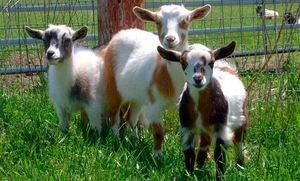 Оисание породы коз