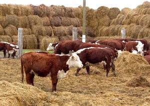 Откармливание бычков на мясо в домашних условиях | Знай ферму | Дзен