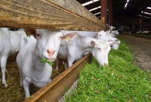 Условия для разведения коз