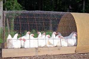  Выращивание бройлерных цыплят
