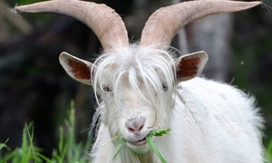 Как сбалансировать питание коз