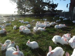 Кролики в условиях фермы