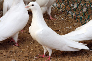 Характеристики и внешний вид породы бакинских голубей