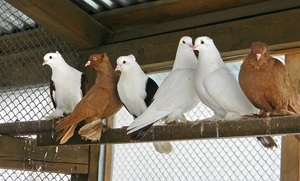 Особенности бакинских голубей
