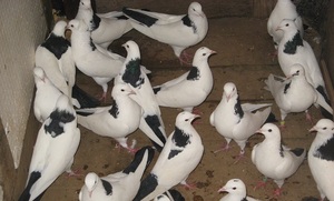 Описание бакинских голубей породы Шейка