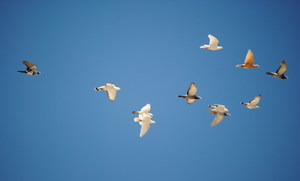 Рекомендации по развитию летных качеств голубей бакинцев
