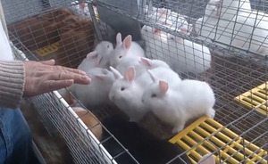 Отбор и подбор кроликов