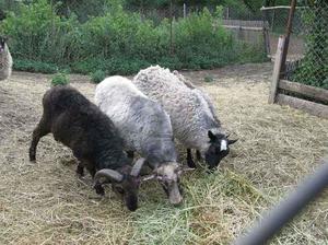 Описание популярных пород овец и баранов