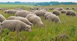 Общие сведения об овцах и баранах
