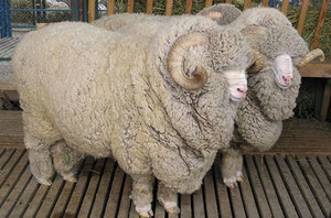 Разновидности баранов и овец