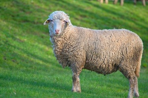 Описание полутонкорунных пород овец и баранов