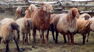 Описание эдильбаевской породы овец и баранов