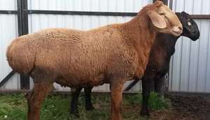 Описание гиссарской породы овец и баранов