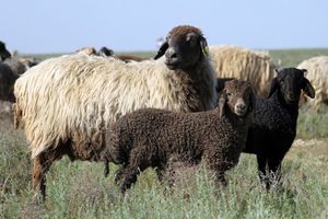 Описание каракульской породы овец