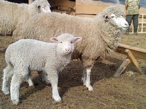 Описание Кавказской породы овец и баранов