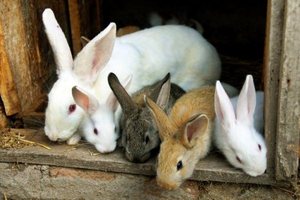 Как правильно ухаживать за кроликами