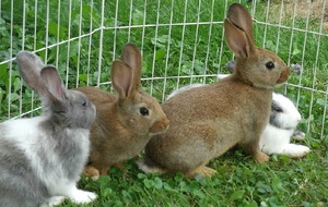 Выбор породы кролика