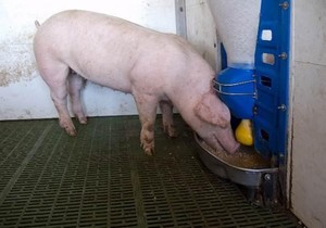 Изготовление кормушки для свиней