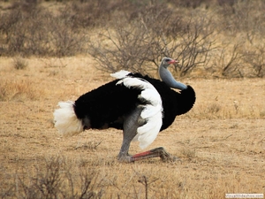Сомалийский страус 