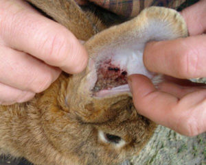 Признаки ушного клеща у кроликов