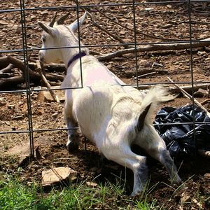 Условия содержания коз