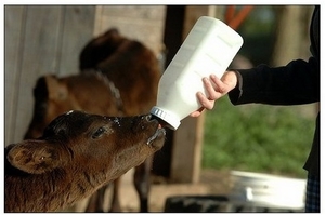 Сухое молоко для телят чем полезно thumbnail