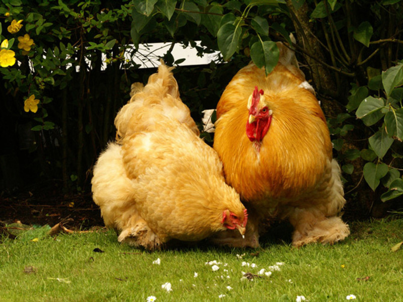 Кохинхин порода домашних кур