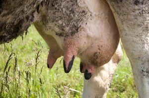 Как лечить вымя у коровы