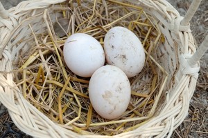 Кількість яєць, які може знести курка в один день