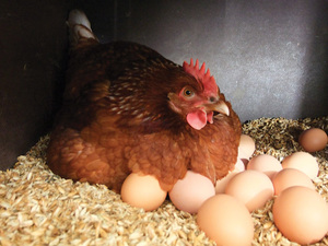 Скільки яєць несе курка на день
