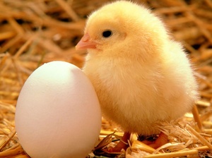 Причини відсутності шкаралупи біля яйця