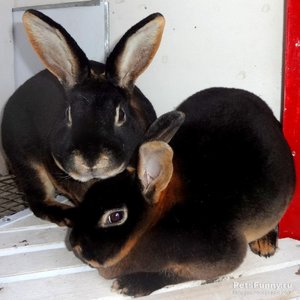 Кролики особой породы