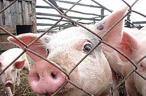 Вакцинация свиней против  чумы 