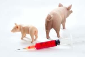Вакцина против КЧС свиней