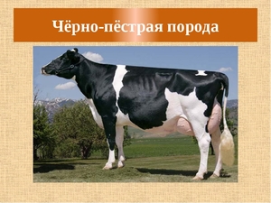 Черно-белая порода коровы