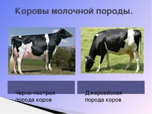 Возможные заболевания коров