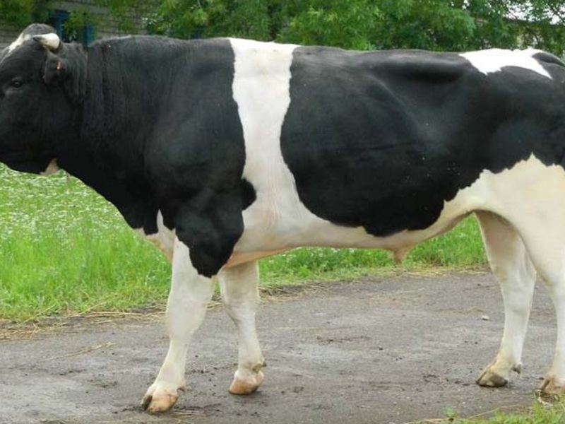 Порода коров