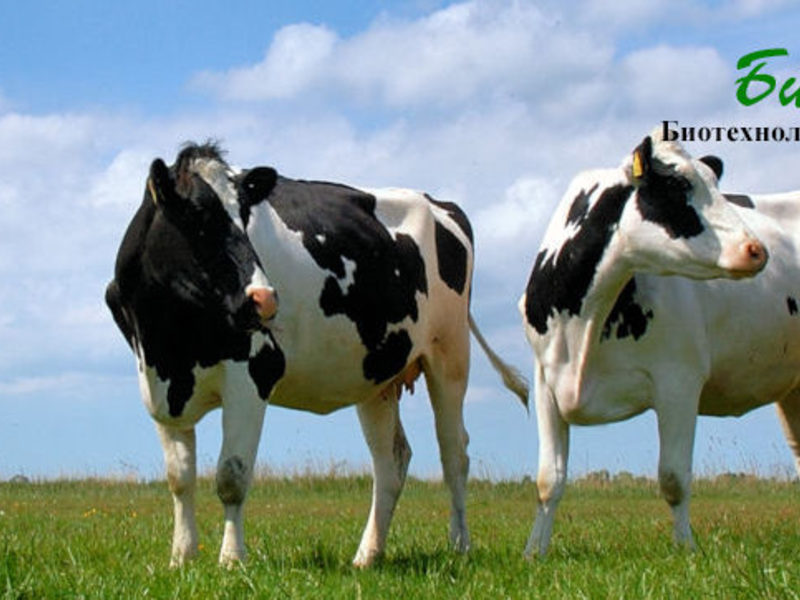 Продуктивность породы коров