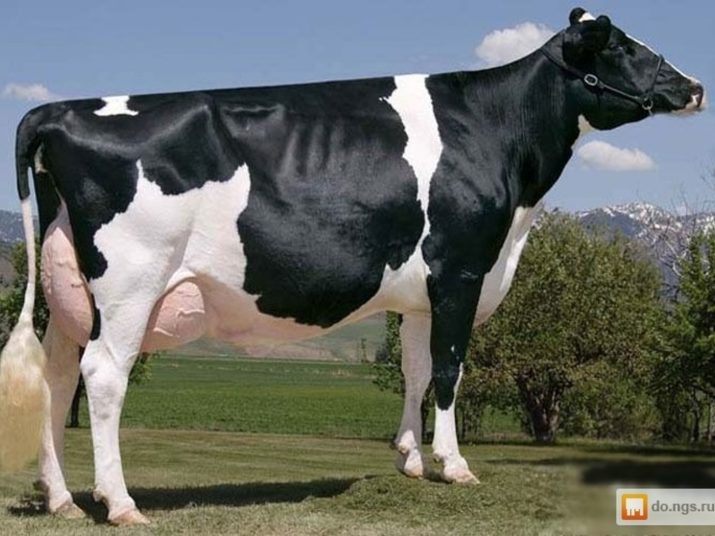 Черно белая породы коровы