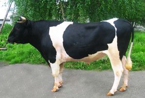 Холмогорские коровы отличаются иммунитетом