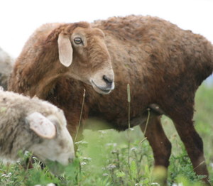 В продаже курдючные овцы и бараны
