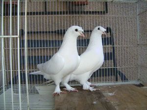 Турецкие голуби такла белые